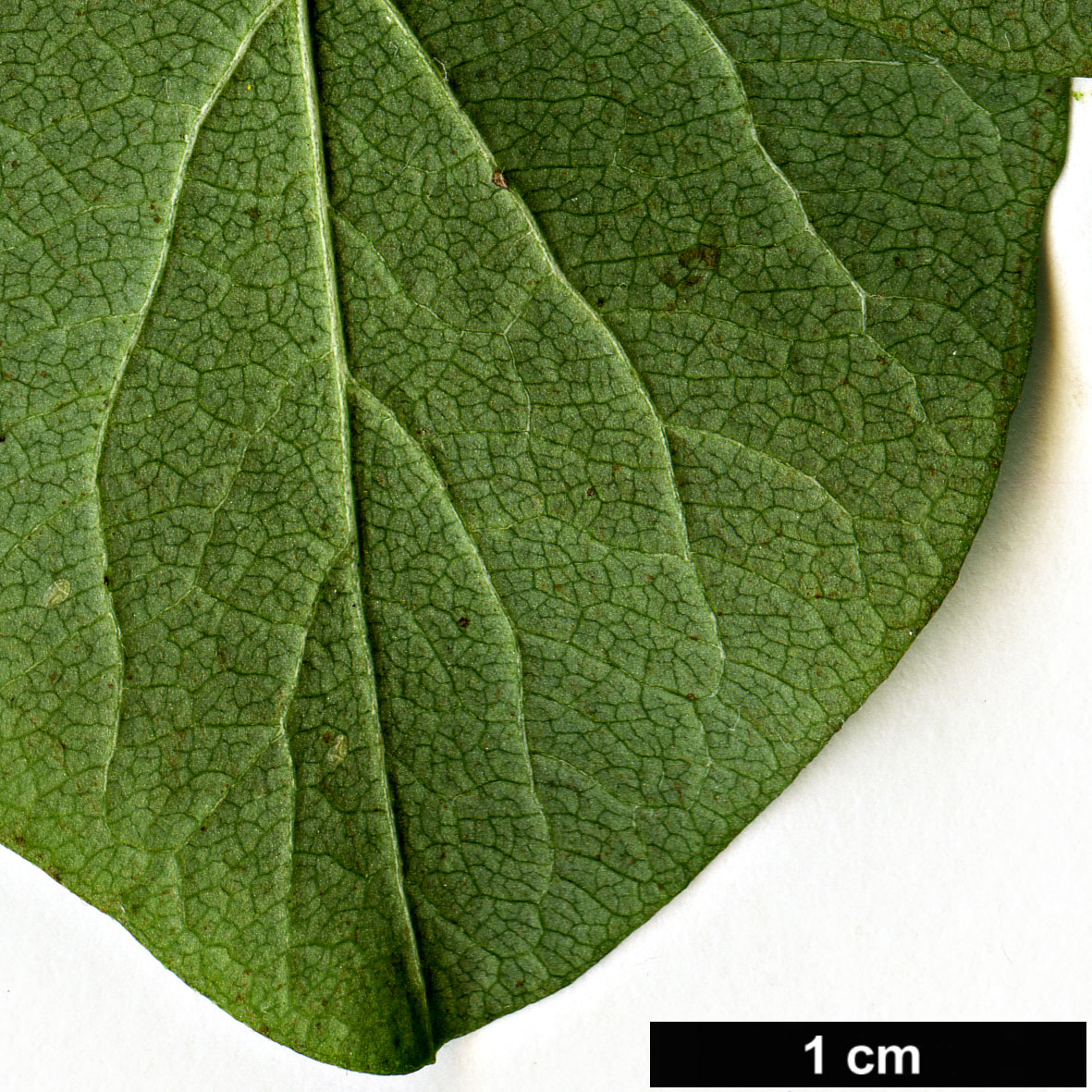 High resolution image: Family: Caprifoliaceae - Genus: Symphoricarpos - Taxon: albus - SpeciesSub: var. laevigatus